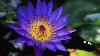       Organic Blue Lotus Incense Sticks - Double Strength Temple Grade