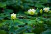    Organic White Lotus Incense Sticks - Double Strength Temple Grade