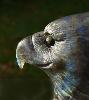 Blue Flash Labradorite Eagle - HALF PRICE!