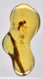     Baltic Amber with a Flying Insect