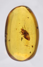    Baltic Amber with Beetle & Flying Insect